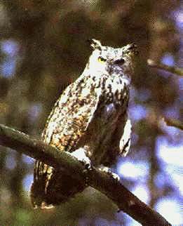 Eagle-owl