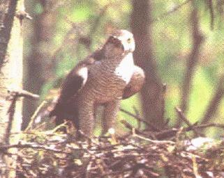 Goshawk