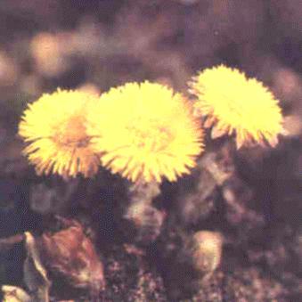 Coltshot Flowers